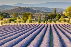  - FRANCIE - PROVENCE - KOUZELNÝ SVĚT LEVANDULE  A  ANTIKY