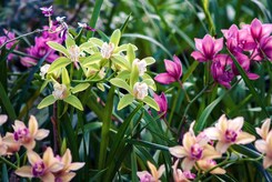 SLOVINSKO – PTUJ, RÁJ ORCHIDEJÍ, WELLNESS VIVAT TERME