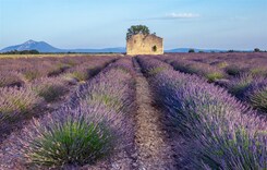 FRANCIE - POHODOVÁ LEVANDULOVÁ PROVENCE