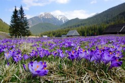 VYSOKÉ TATRY VLAKEM