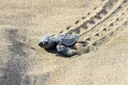 TAJUPLNÉ BALI a  BÍLÉ PLÁŽE OSTRŮVKŮ GILI AIR