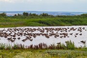 RAKOUSKO - NEZIDERSKÉ JEZERO