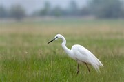 RAKOUSKO - NEZIDERSKÉ JEZERO