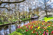 HOLANDSKO - ZEMĚ TULIPÁNŮ