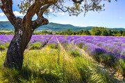 FRANCIE - KOUZLO STARÉ PROVENCE