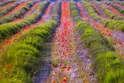 FRANCIE - KOUZLO STARÉ PROVENCE