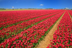 BELGIE A HOLANDSKO V KVĚTU TULIPÁNŮ