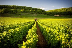 FRANCIE - BEAUJOLAIS A BURGUNDSKO