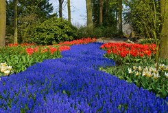 BELGIE A HOLANDSKO V KVĚTU TULIPÁNŮ