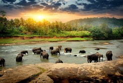 SRÍ LANKA – ZA KRÁSAMI EXOTICKÉHO OSTROVA