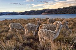 PERU – POSVÁTNÁ ŘÍŠE INKŮ