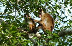 SRÍ LANKA – ZA KRÁSAMI EXOTICKÉHO OSTROVA
