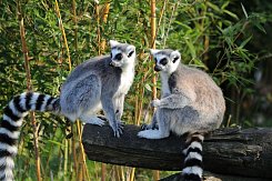 MADAGASKAR – PŘÍRODNÍ RÁJ PLANETY