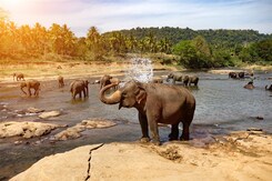 SRÍ LANKA – ZA KRÁSAMI EXOTICKÉHO OSTROVA