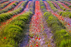 PROVENCE A KRÁSY AZUROVÉHO POBŘEŽÍ