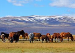 MONGOLSKO – POUŠŤ GOBI, ČINGISCHÁN A DIVOCÍ KONĚ