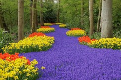 - HOLANDSKO - VELIKONOCE A TULIPÁNY - HOLANDSKO - VELIKONOCE A TULIPÁNY