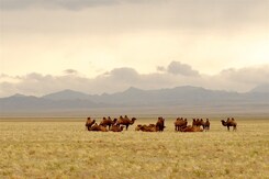 MONGOLSKO – POUŠŤ GOBI, ČINGISCHÁN A DIVOCÍ KONĚ