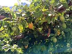 ITÁLIE – NEAPOLSKÝ ZÁLIV – OSTROVY CAPRI A PROCIDA
