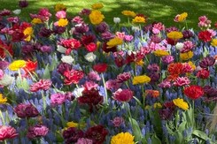 HOLANDSKO – JARNÍ KEUKENHOF A AMSTERDAM, LETECKY