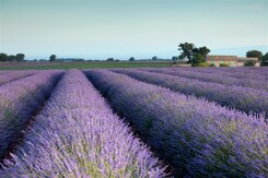 PROVENCE - VŮNĚ LEVANDULE