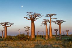 MADAGASKAR – PŘÍRODNÍ RÁJ PLANETY