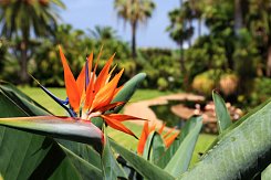 POHODOVÝ TÝDEN – TENERIFE – MEZI SOPKAMI A EXOTICKÝMI SOUTĚSKAMI