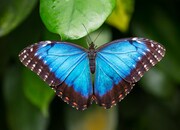 KOSTARIKA, PANAMA, NIKARAGUA