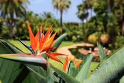 KANÁRSKÉ OSTROVY - TENERIFE