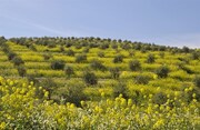 ŠPANĚLSKO - ANDALUSIE, PAMÁTKY UNESCO