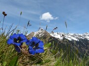 NP BERCHTESGADEN, ORLÍ HNÍZDO