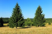 ŠUMAVA – PO STOPÁCH ZLATÉ STEZKY