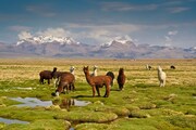 PERU, BOLÍVIE, CHILE